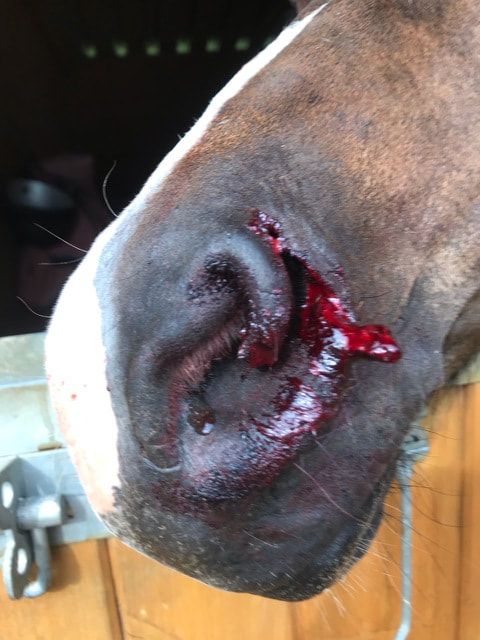 Horse nose laceration