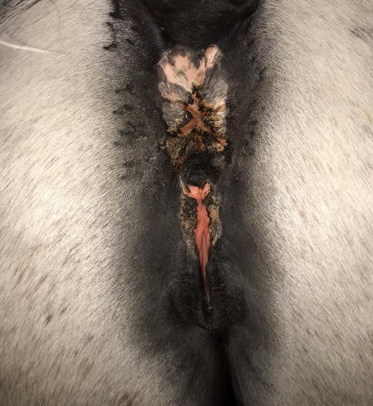 The mare after removal of the melanomas around the anus